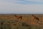 04 - Karoo NP (13)